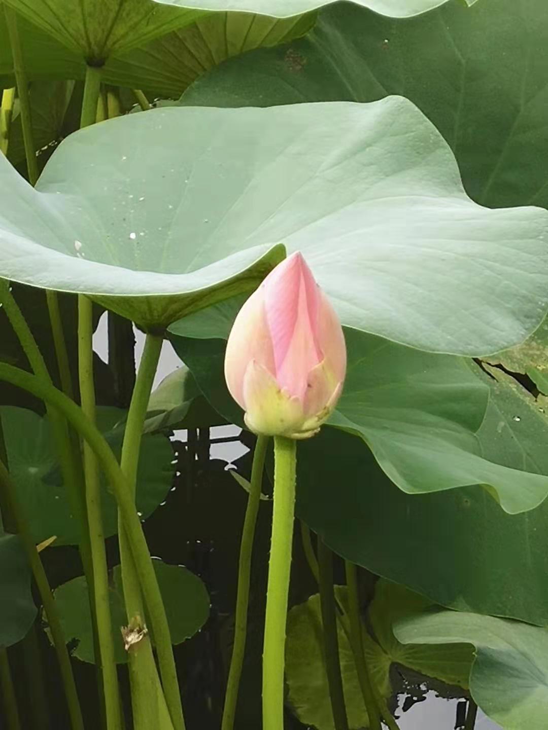 防水毯在景观湖达到“虽由人作，宛自天开”的